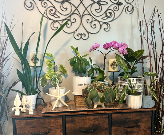 Indoor plant shelf with Orchid, snake plants, and pothos