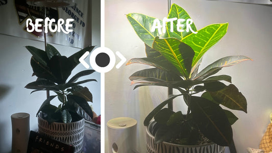 Why Your Plants Might Be Struggling — and How This Halo Grow Light Can Help!🍃