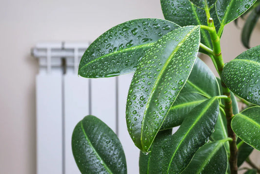 From Dry to Thriving: How Humidity Trays & Misters Can Revive Your Houseplants?