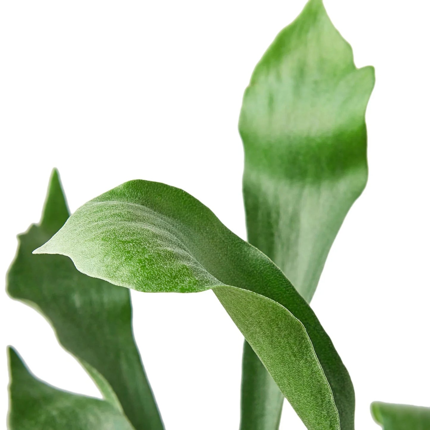 🐾Staghorn Fern