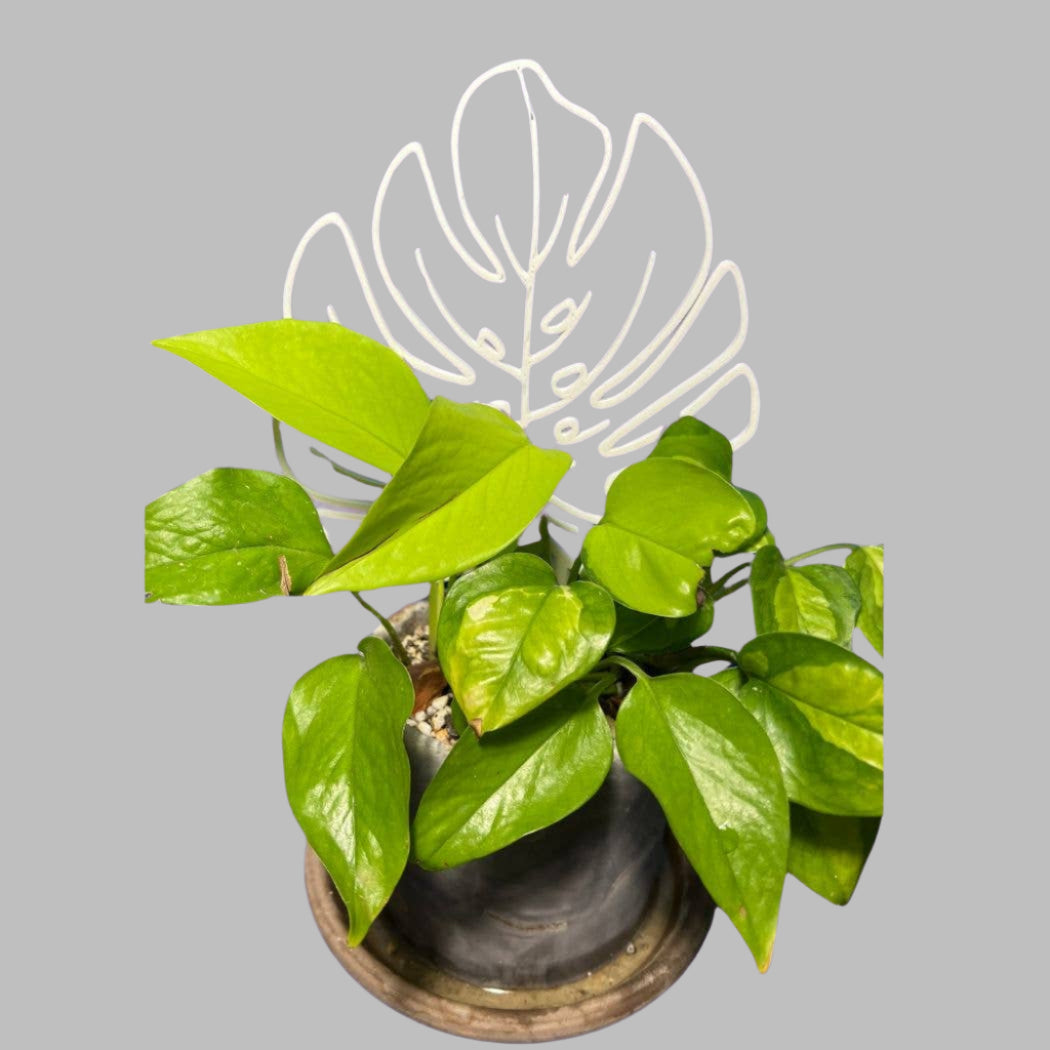Monstera Leaf Houseplant Trellis