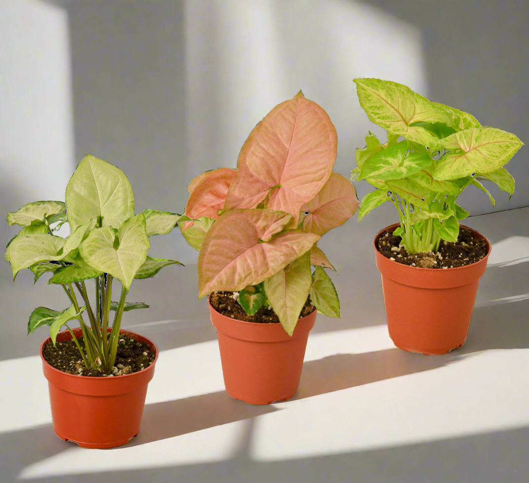 3 Different Syngonium Plants - Arrowhead Plants / 4" Pot / Live Plant