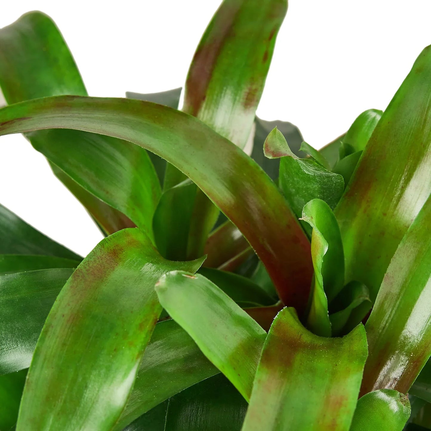 🐾Bromeliad 'Fireball'