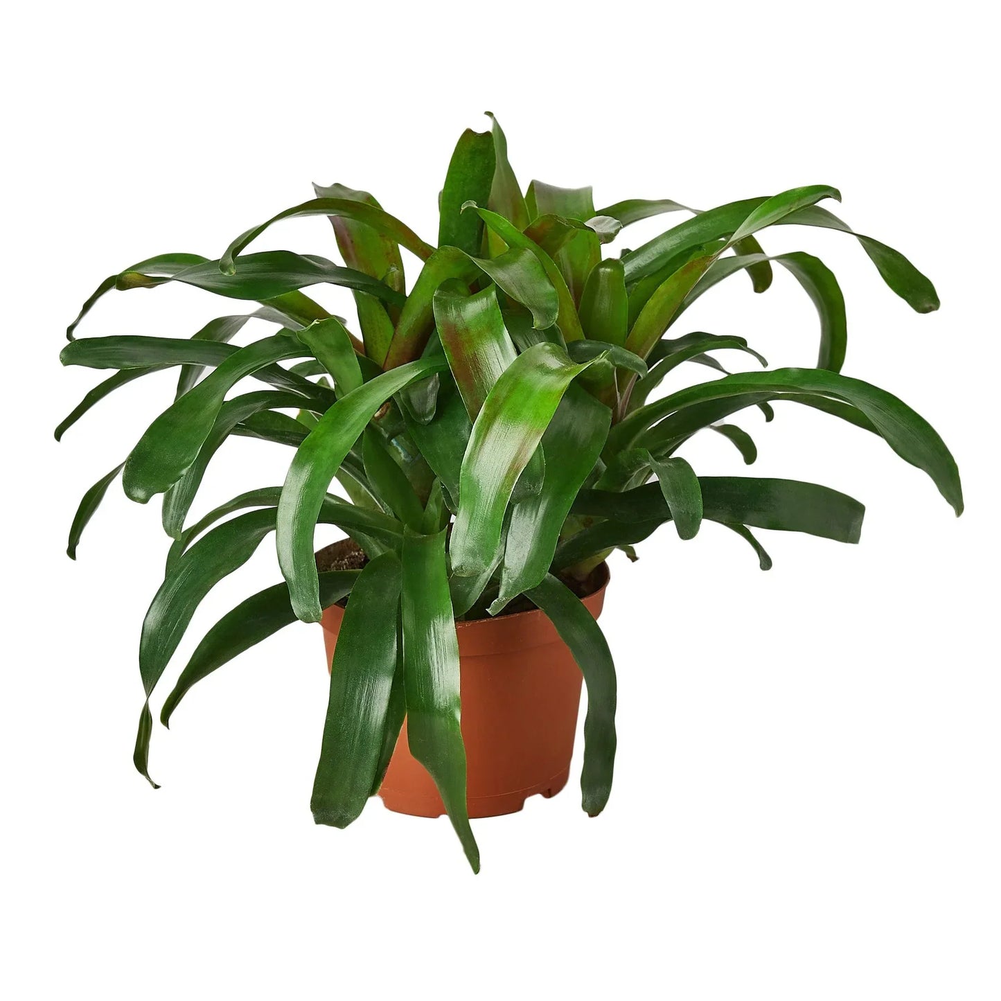 🐾Bromeliad 'Fireball'