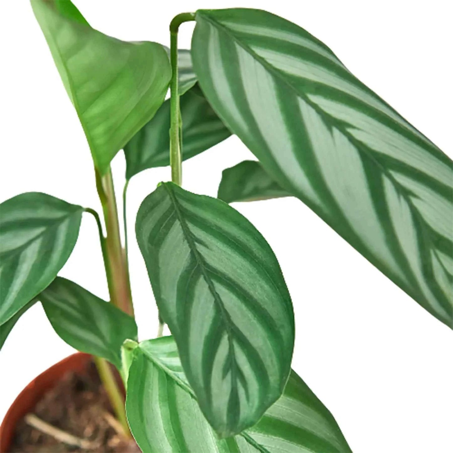 🐾Calathea 'Grey Star'