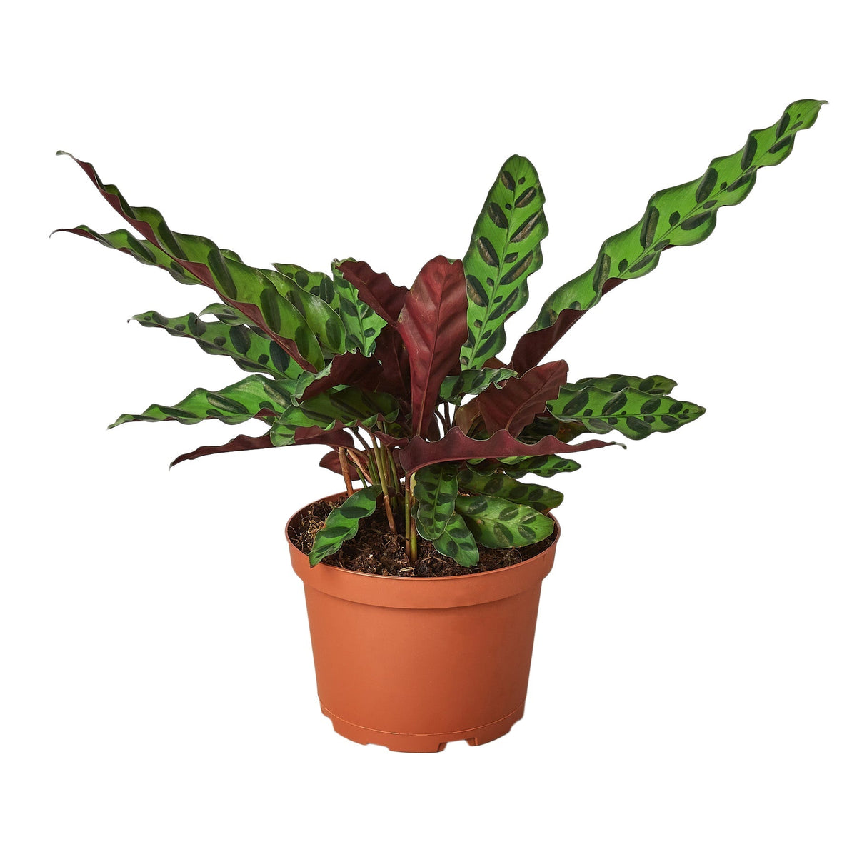 🐾Calathea Lancifolia 'Rattlesnake' - 6" Pot - NURSERY POT ONLY
