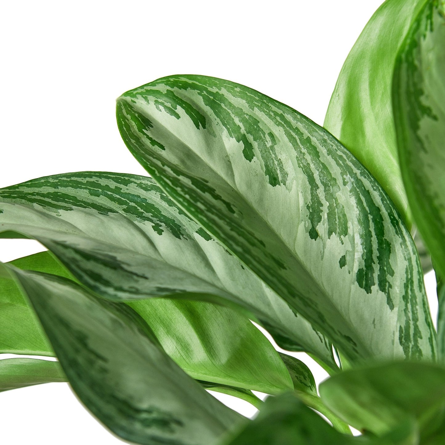Chinese Evergreen 'Silver Bay' - Fleurish Plant Care, LLC