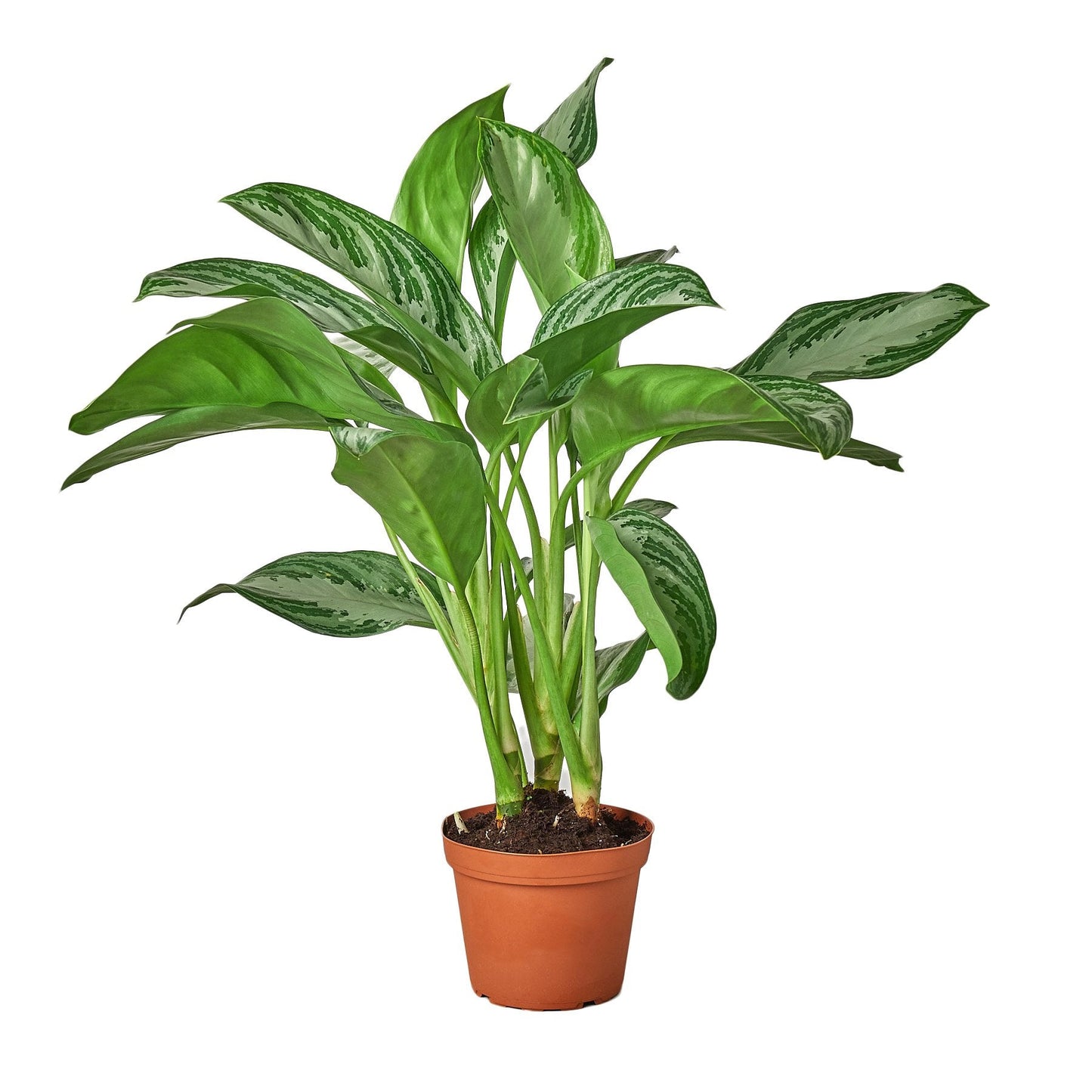 Chinese Evergreen 'Silver Bay' - Fleurish Plant Care, LLC