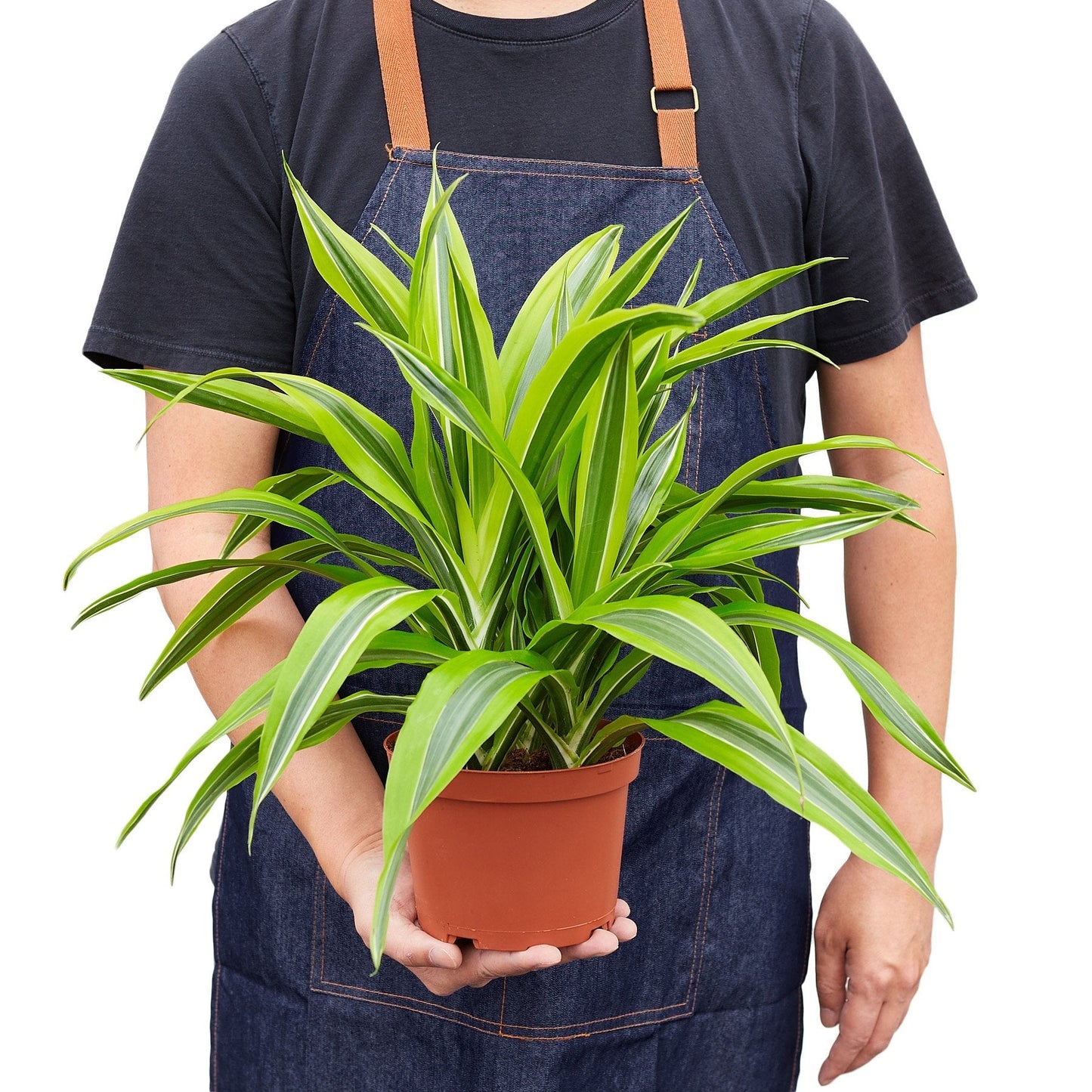 Dracaena Deremensis 'Lemon Lime' - Fleurish Plant Care, LLC