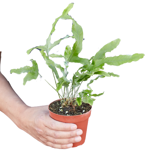 🐾Fern 'Blue Star'