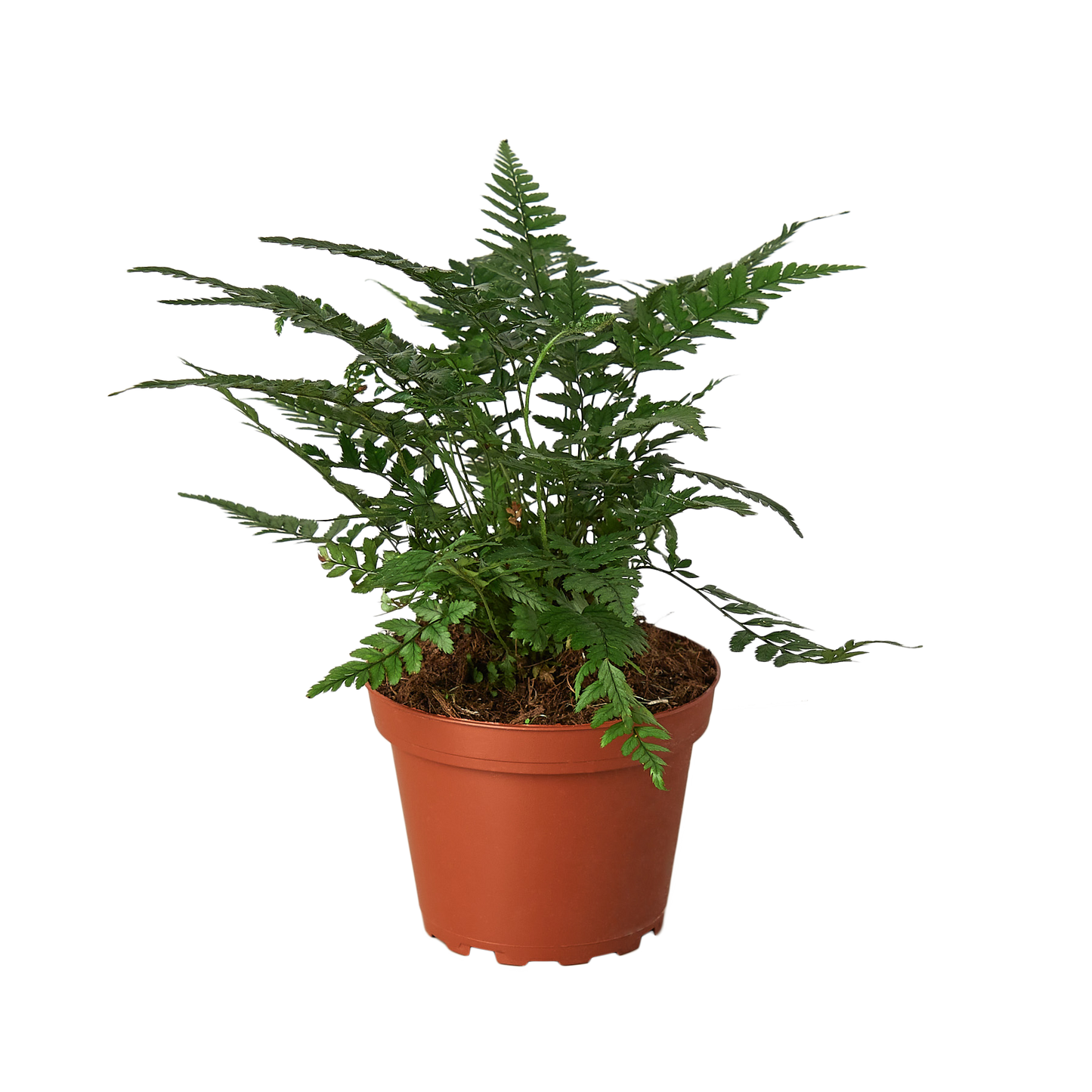 🐾"Korean Rock" Fern