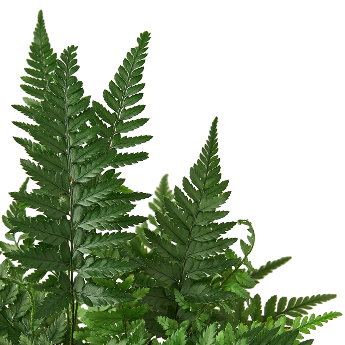🐾"Korean Rock" Fern