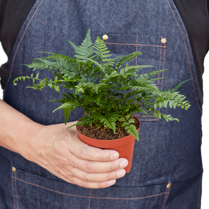 🐾"Korean Rock" Fern