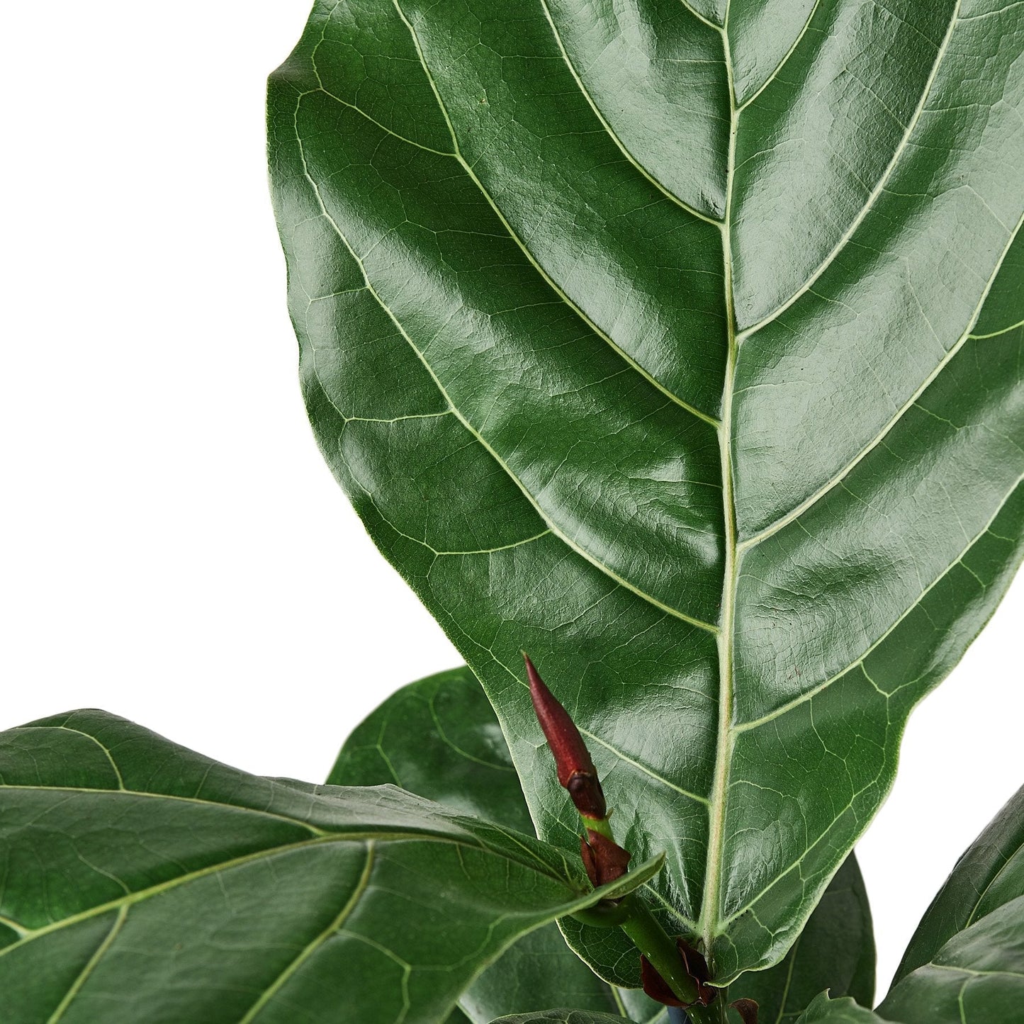 Ficus Lyrata 'Fiddle Leaf Fig' - Fleurish Plant Care, LLC