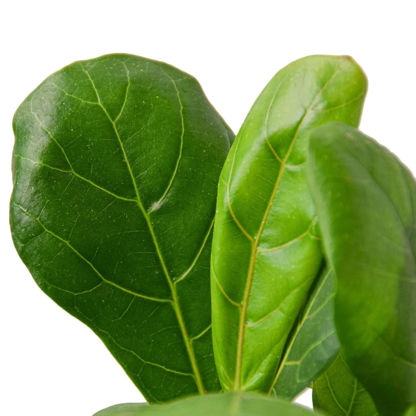 Ficus Lyrata 'Fiddle Leaf Fig' - Fleurish Plant Care, LLC