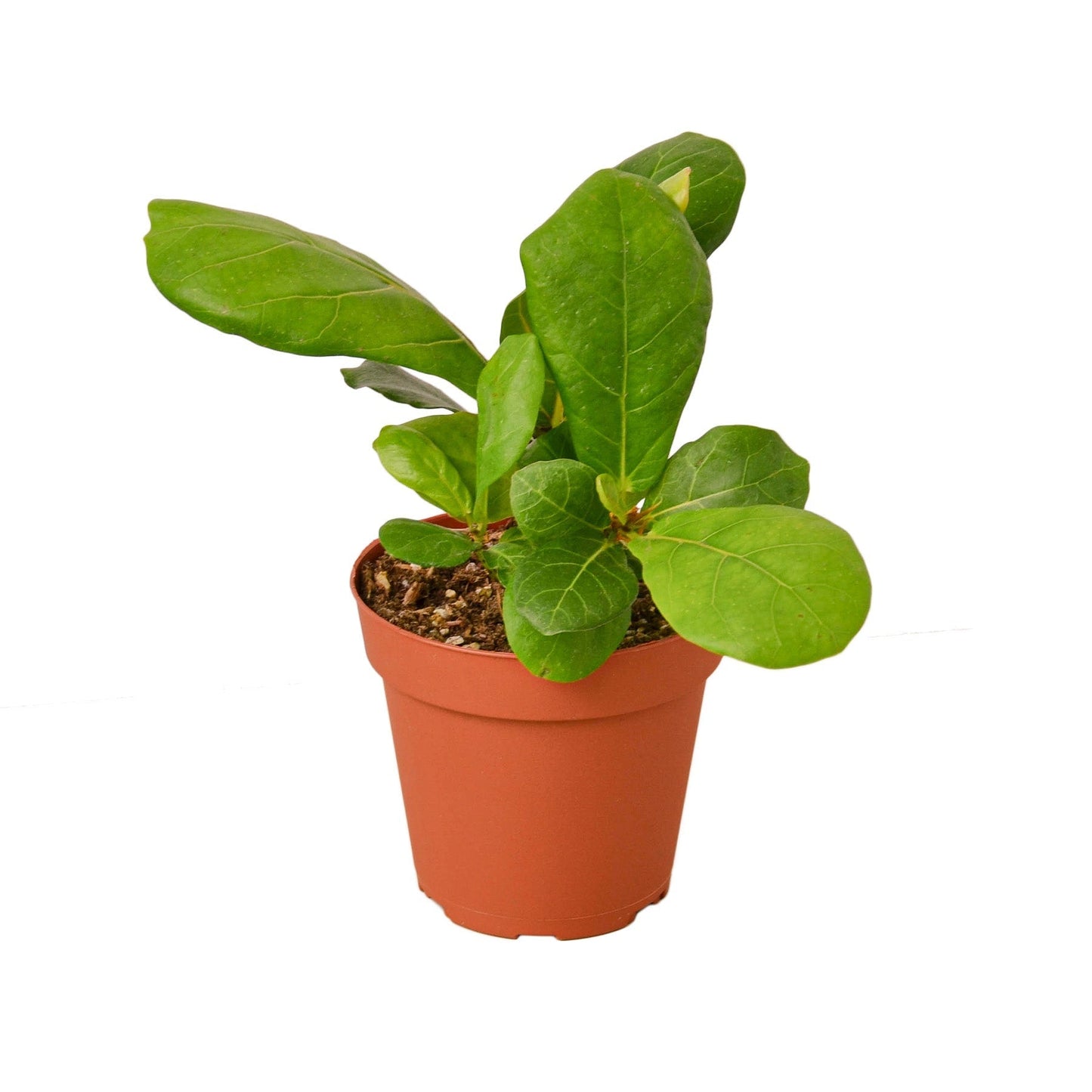 Ficus Lyrata 'Fiddle Leaf Fig' - Fleurish Plant Care, LLC