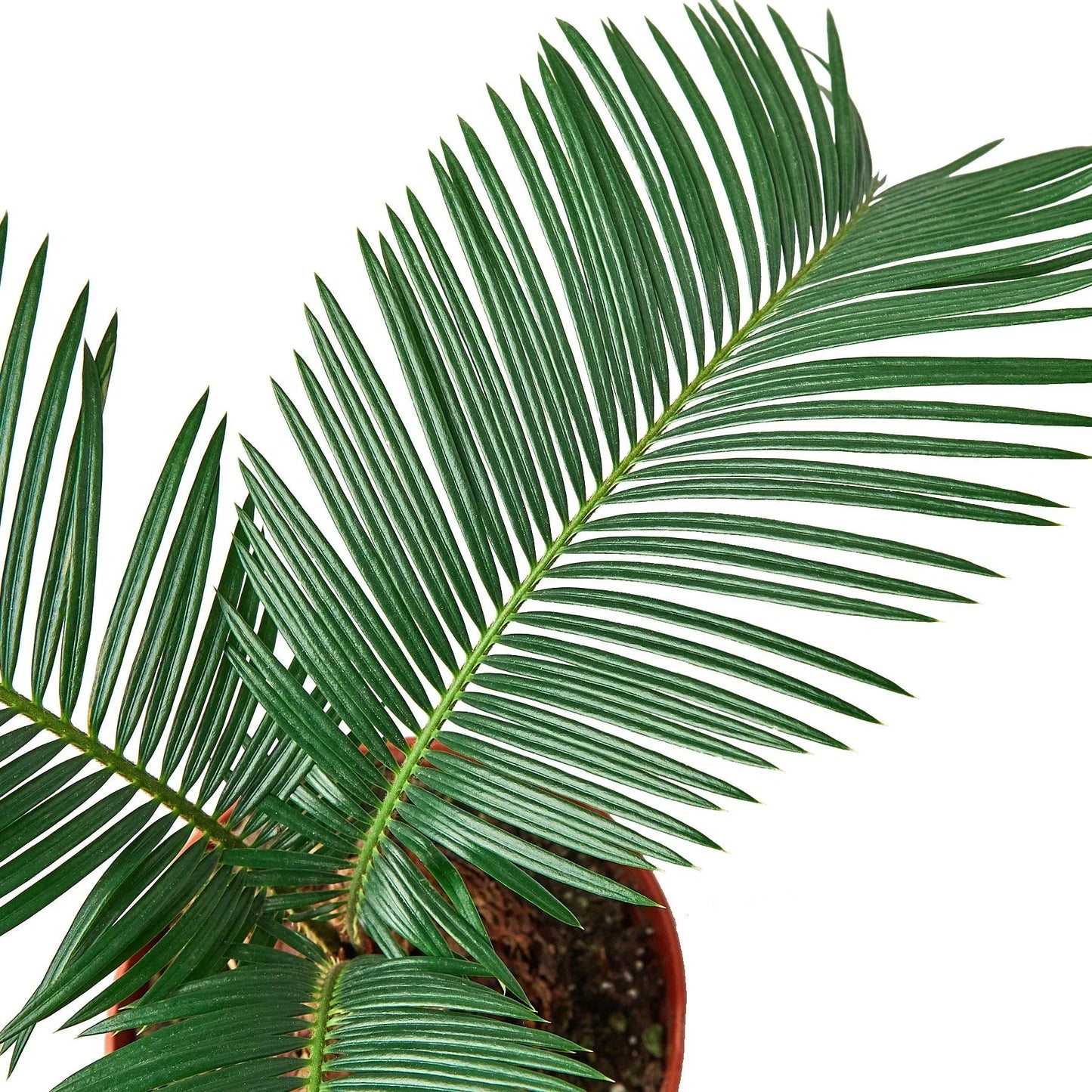Sago Palm - In 6" Pot - Fleurish Plant Care, LLC