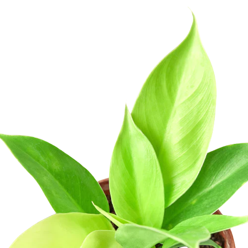 Philodendron 'Moonlight' - Fleurish Plant Care, LLC