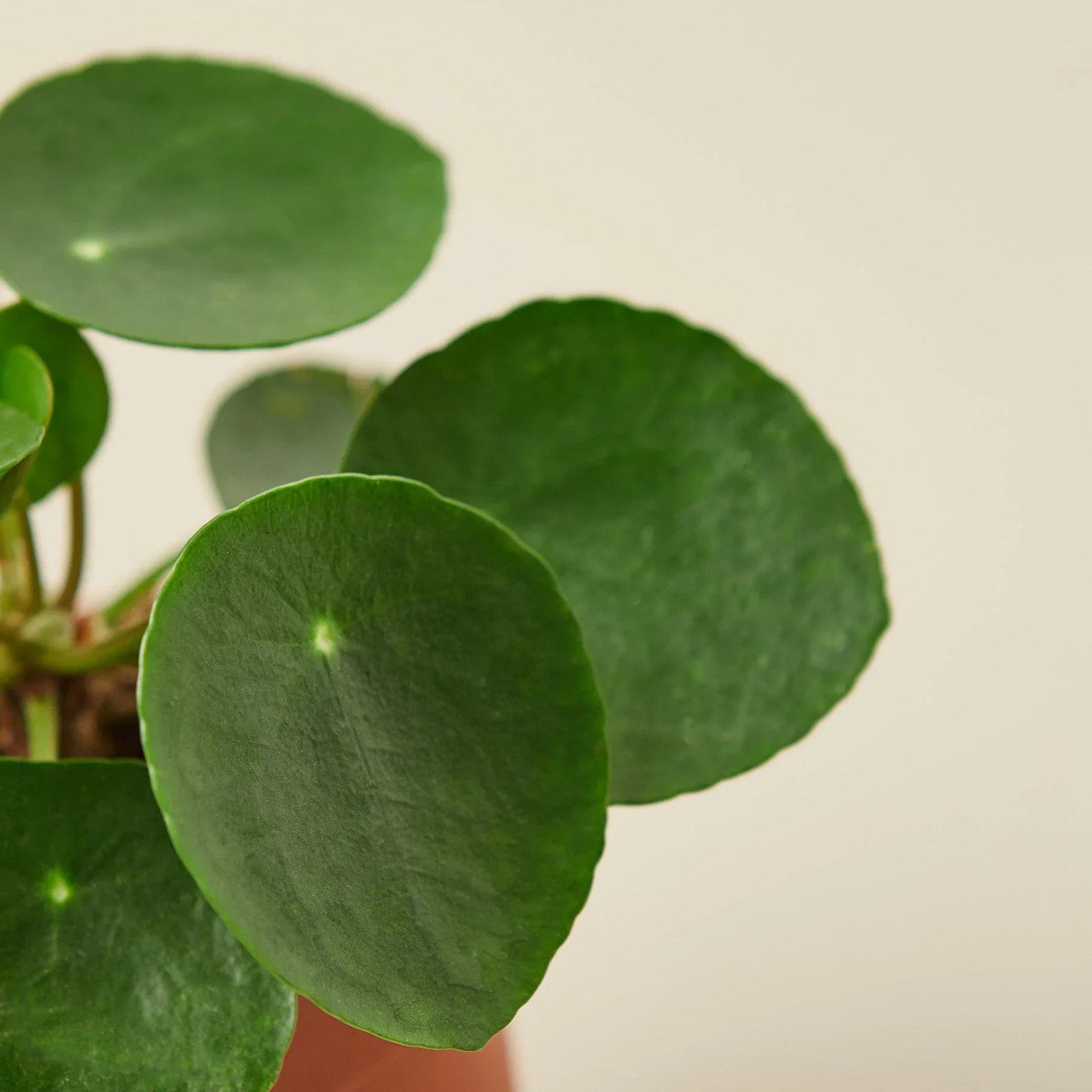🐾Pilea Peperomioides 'Chinese Money'