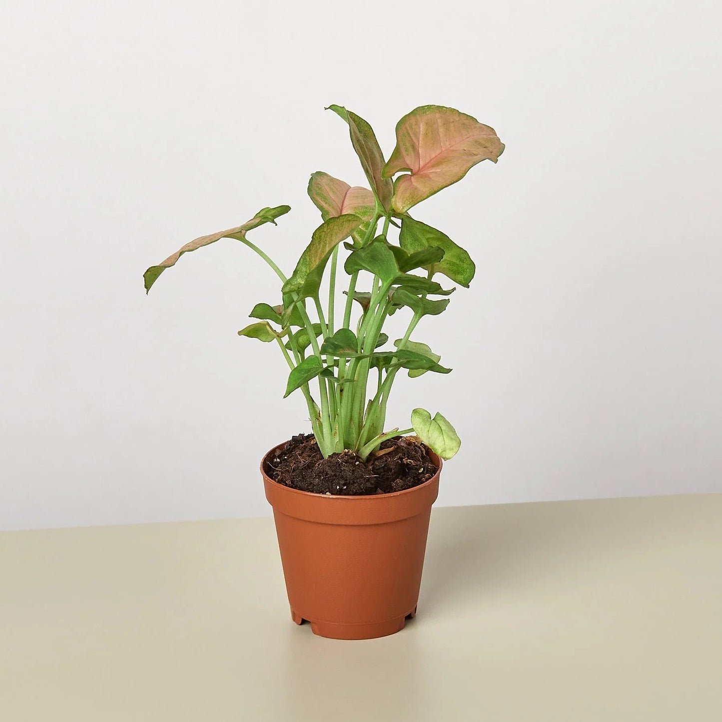 Syngonium Strawberry - Fleurish Plant Care, LLC