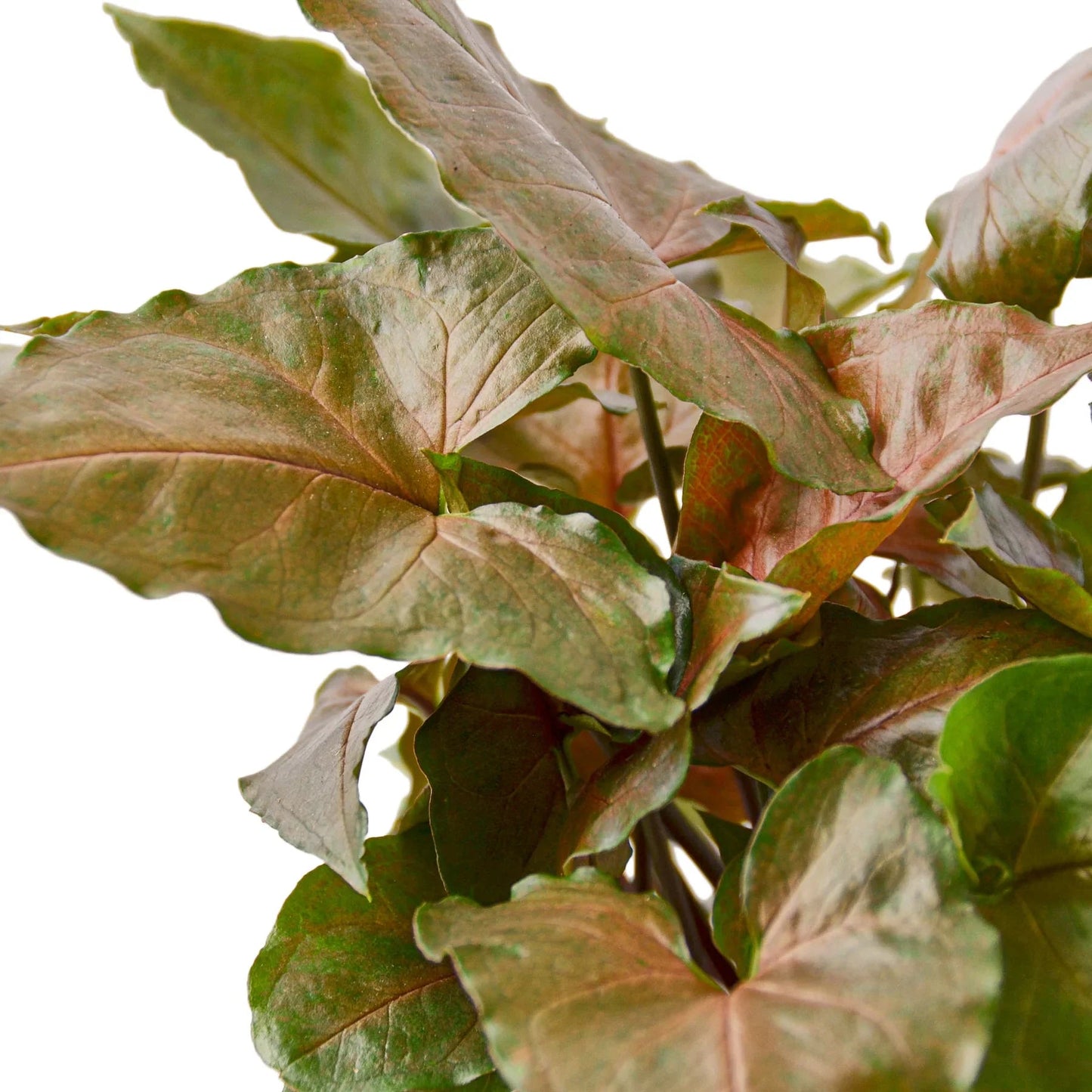 Syngonium Merry - Fleurish Plant Care, LLC