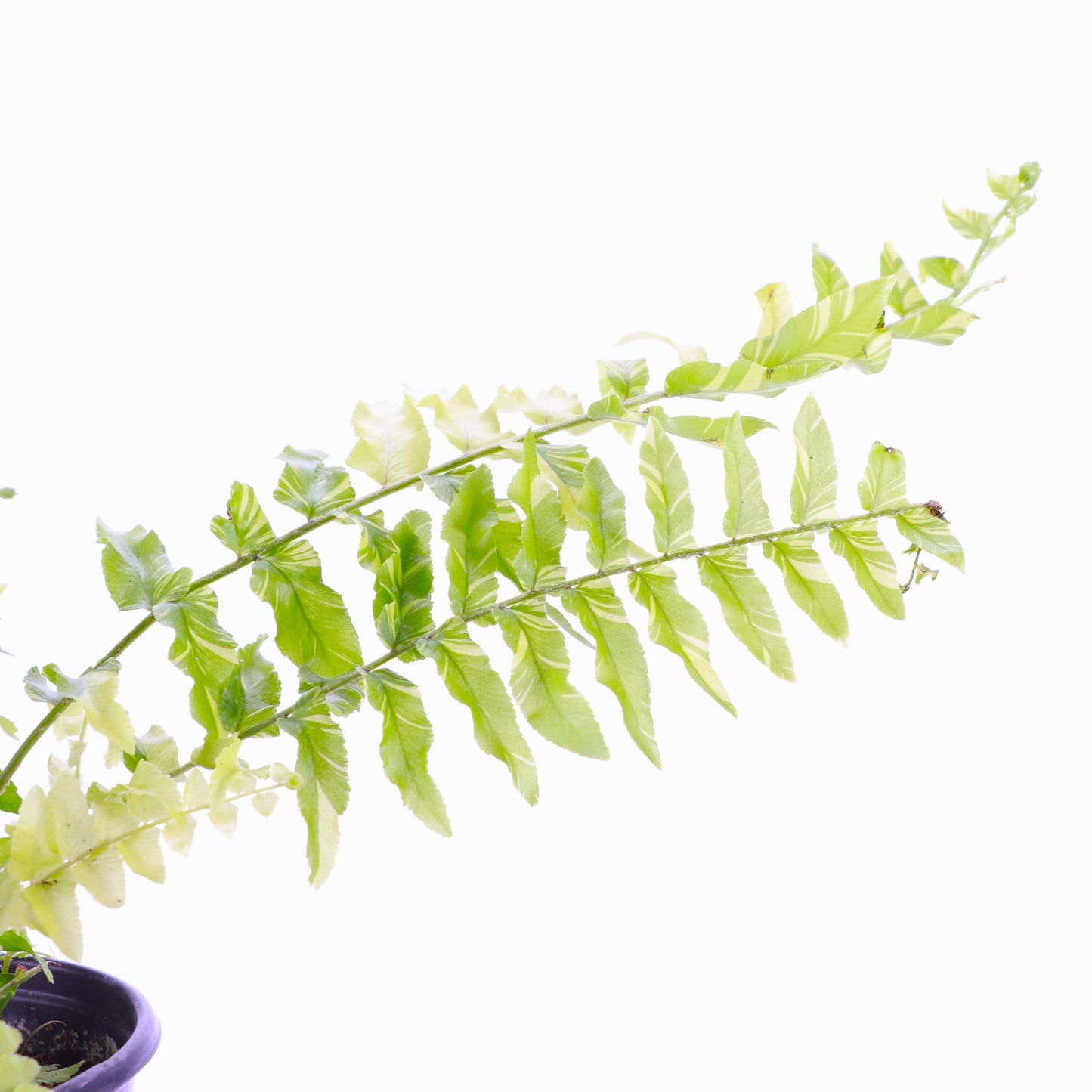 Tigerstripe Boston Fern - 4" Live Plant