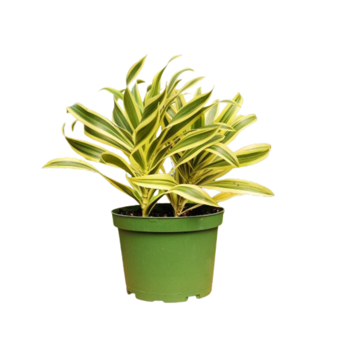 Mystery Plant Monthly Subscription Box