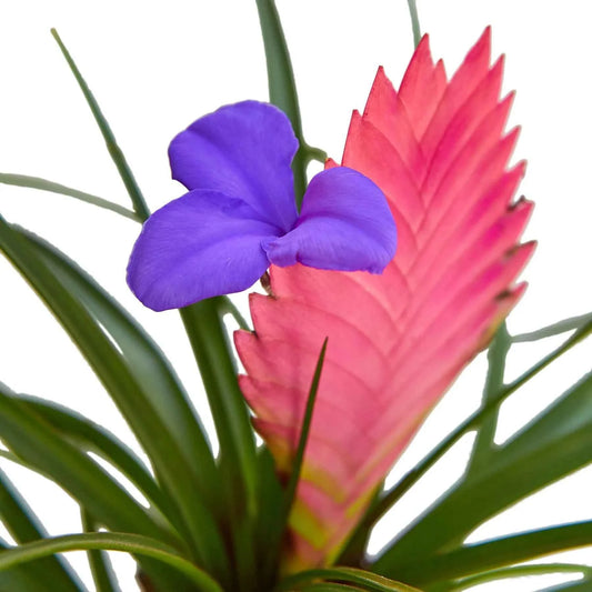 🐾Bromeliad Cyanea 'Pink Quill'