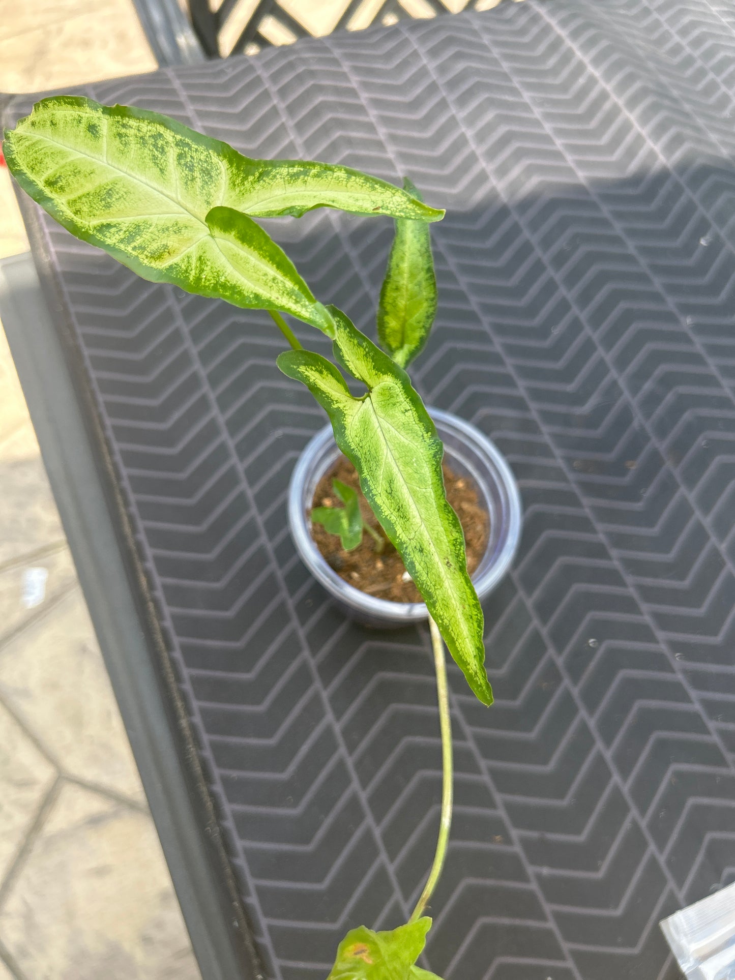 Syngonium Arrowhead