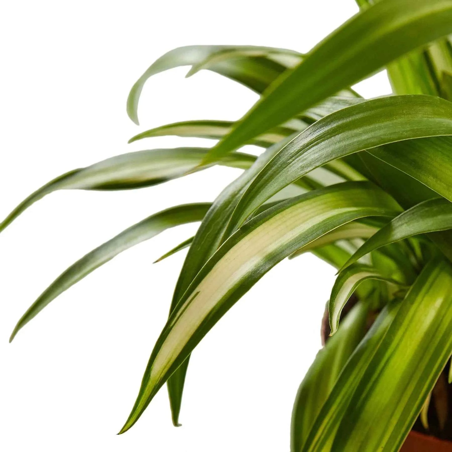 🐾Spider Plant Hawaiian