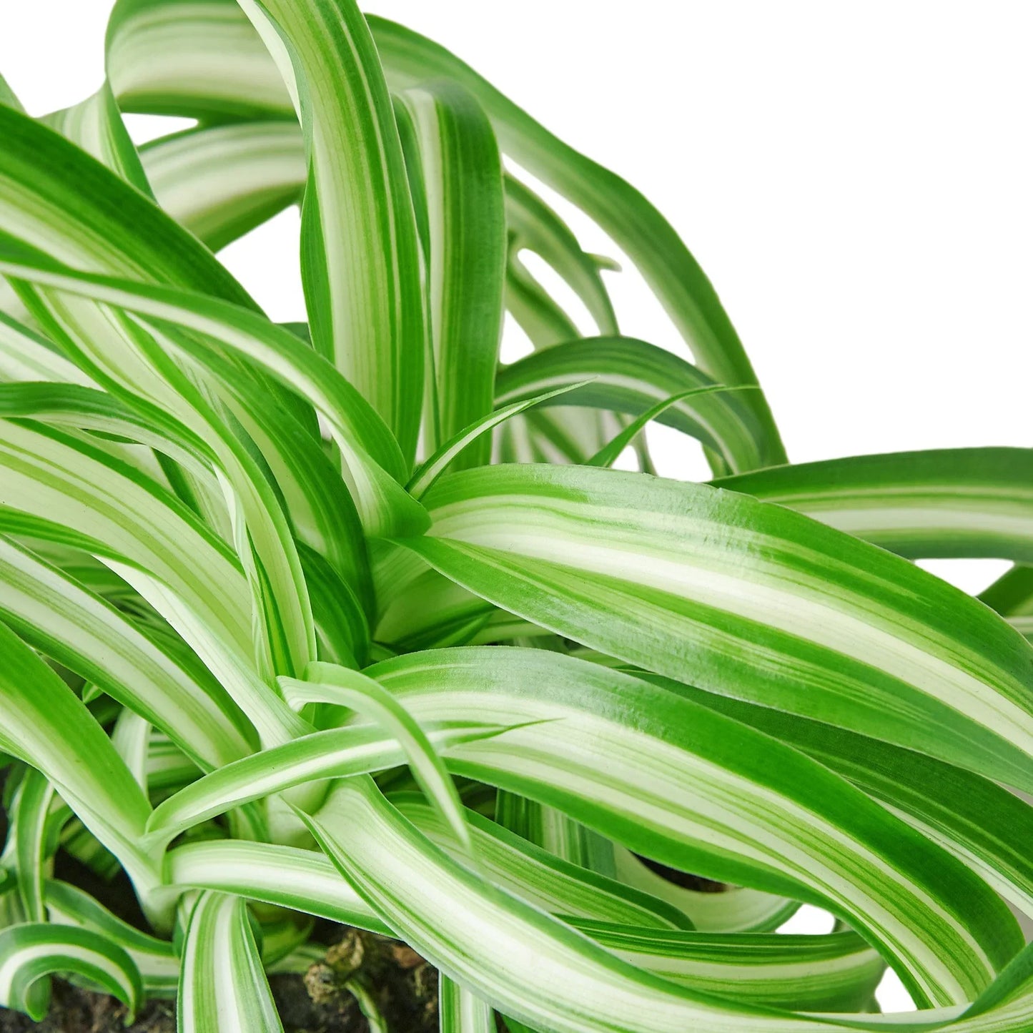 🐾Spider Plant 'Bonnie'