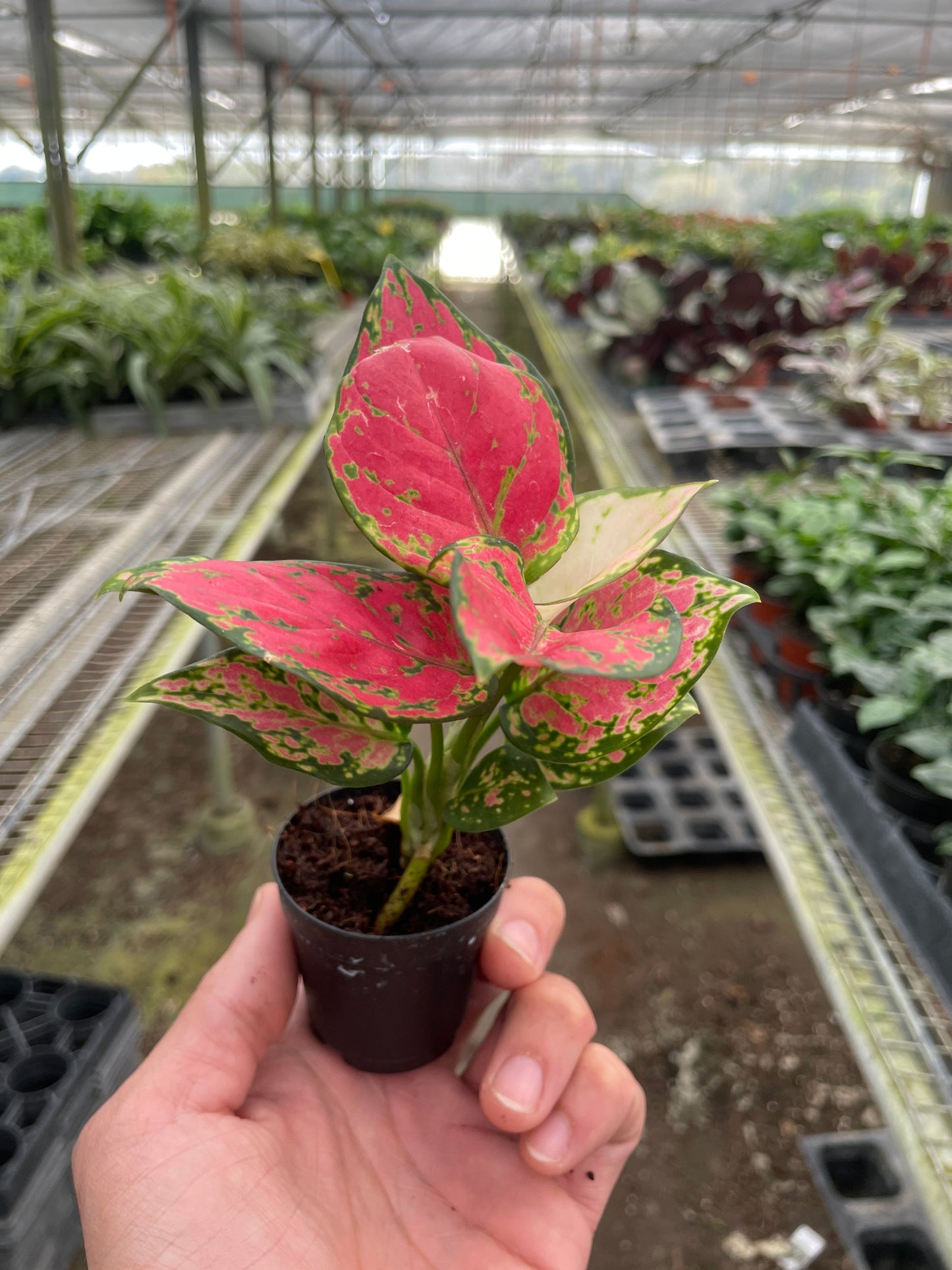Chinese Evergreen 'Lady Valentine' - Fleurish Plant Care, LLC