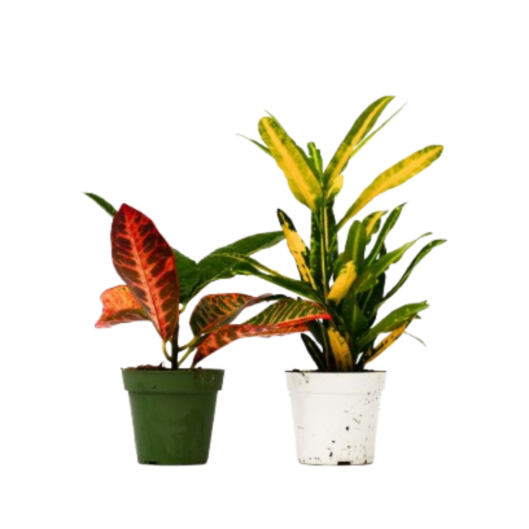 2 Croton Variety Pack - 4" Pot - Fleurish Plant Care, LLC