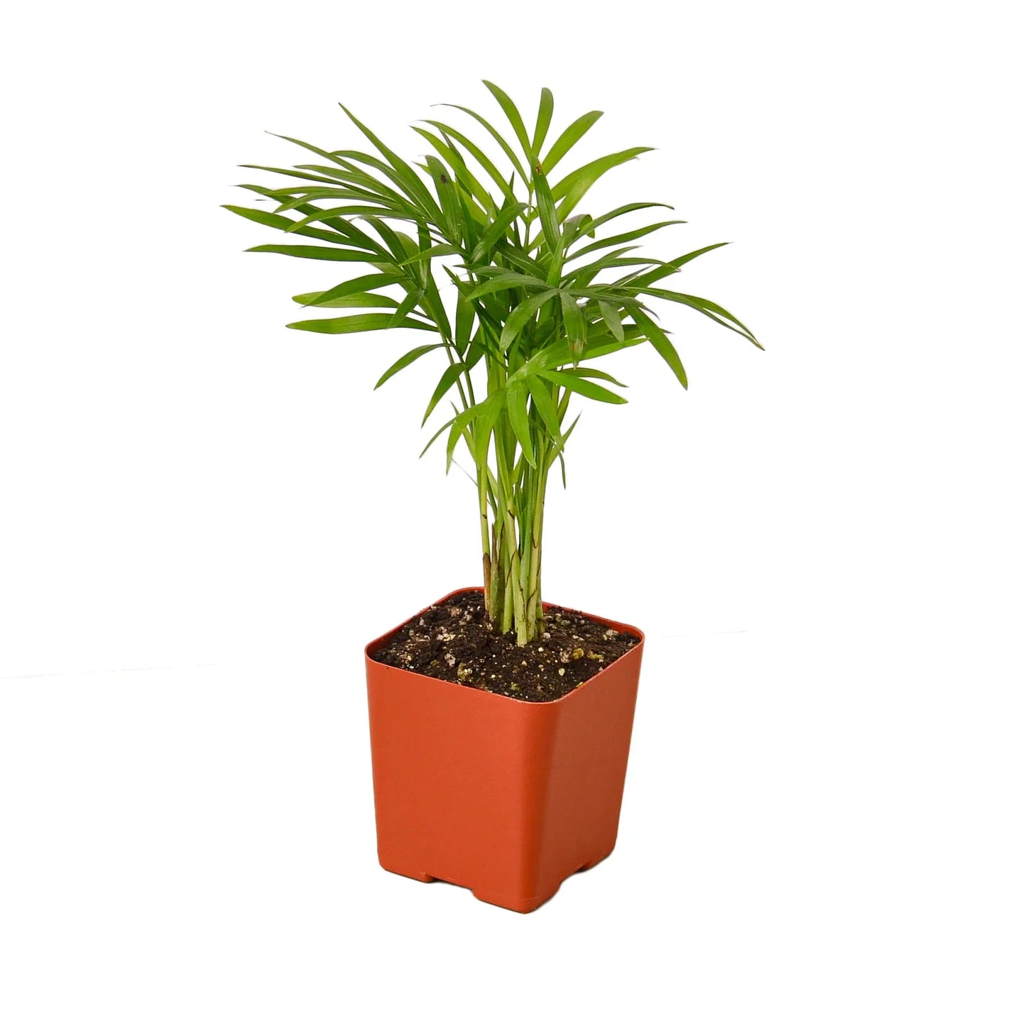 🐾Parlor Palm