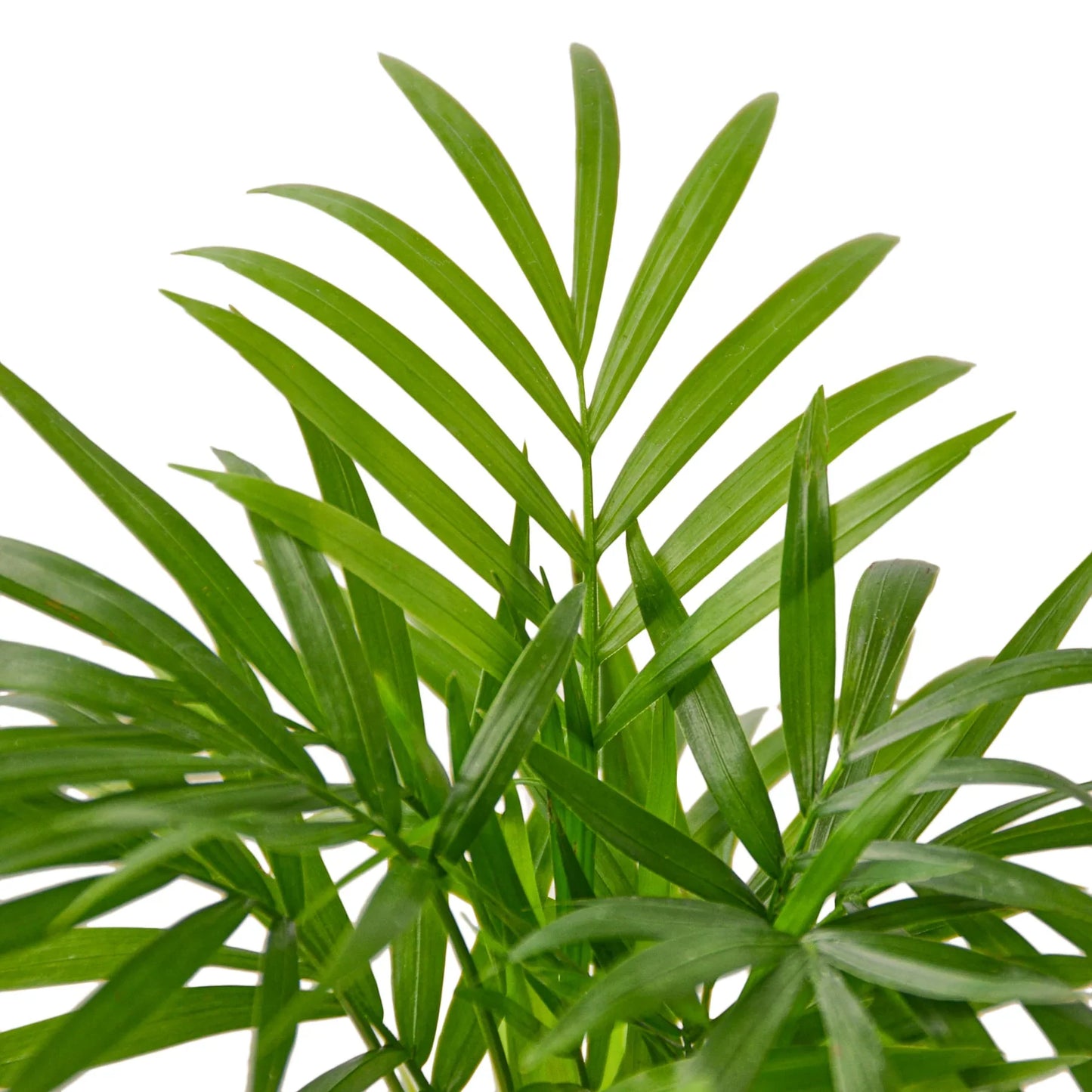 🐾Parlor Palm