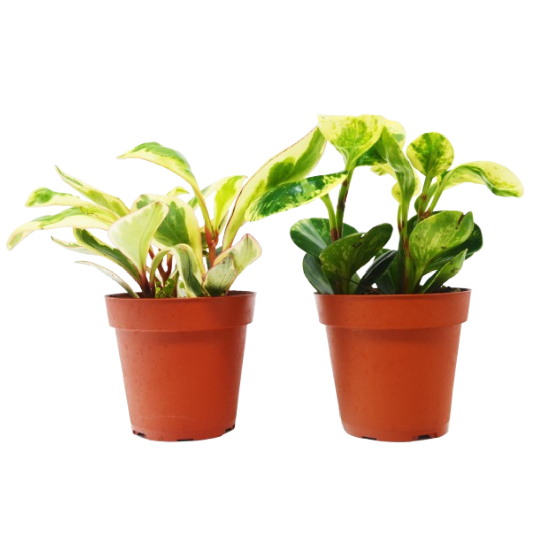 š¾2 Peperomia Plants Variety Pack in 4" Pots - Baby Rubber Plants