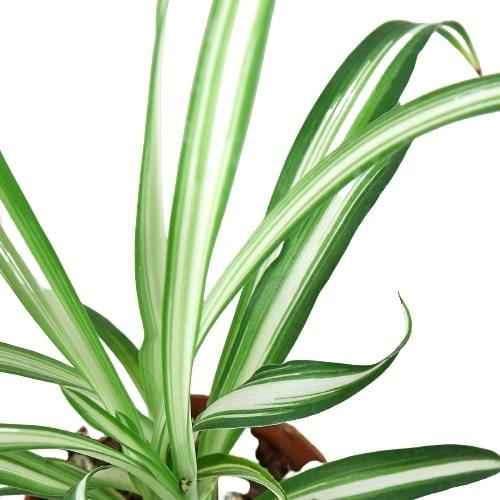🐾Spider Plant Reverse