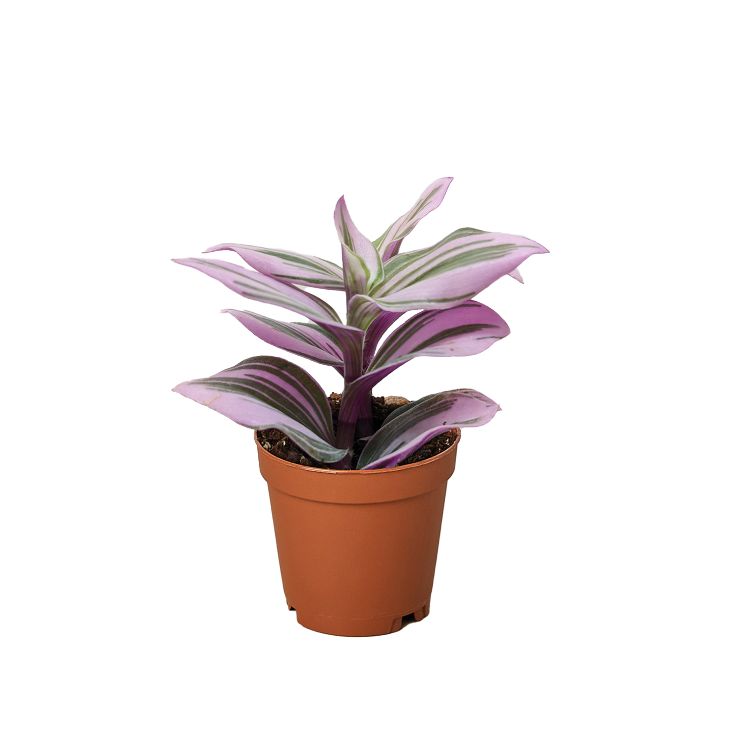 Tradescantia 'Nanouk' - Fleurish Plant Care, LLC