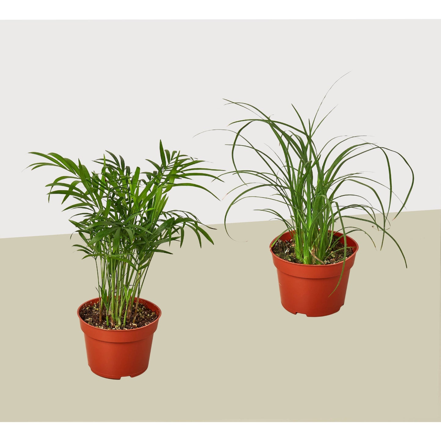 2 Palm Variety Pack / 4" Pots / Live Plant / House Plant - Fleurish Plant Care, LLC
