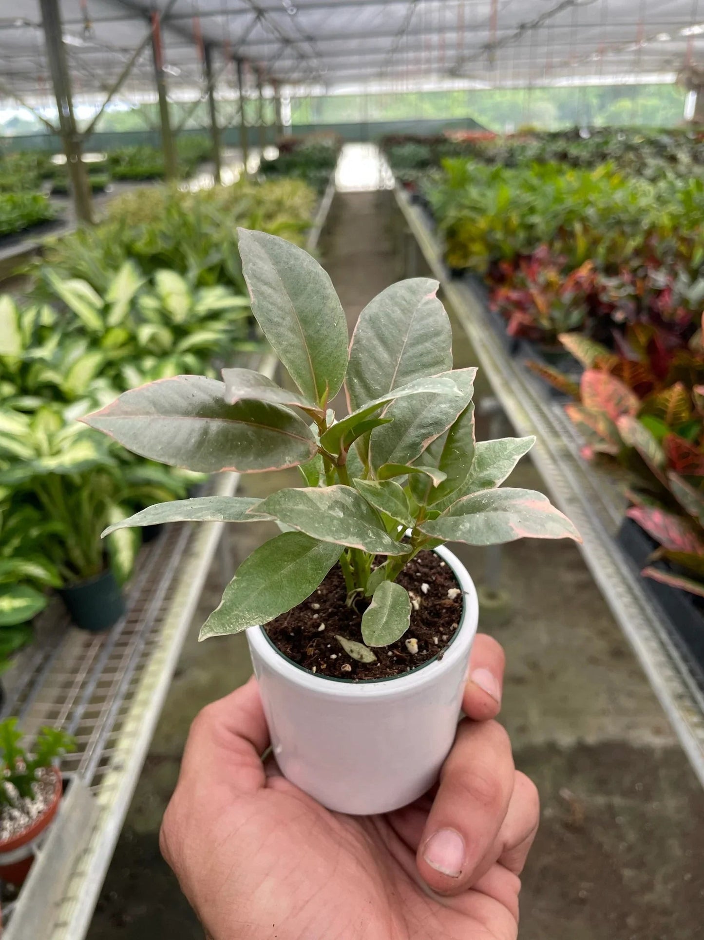 Ficus Elastica 'Tineke' - Fleurish Plant Care, LLC