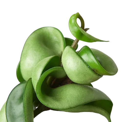 Hoya Rope Plant - Fleurish Plant Care, LLC