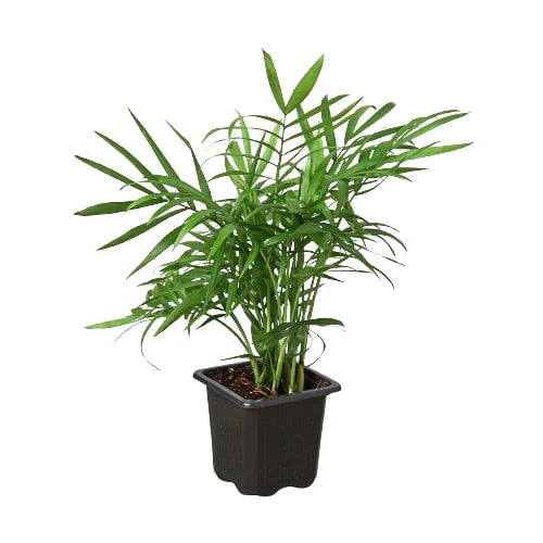 🐾Parlor Palm