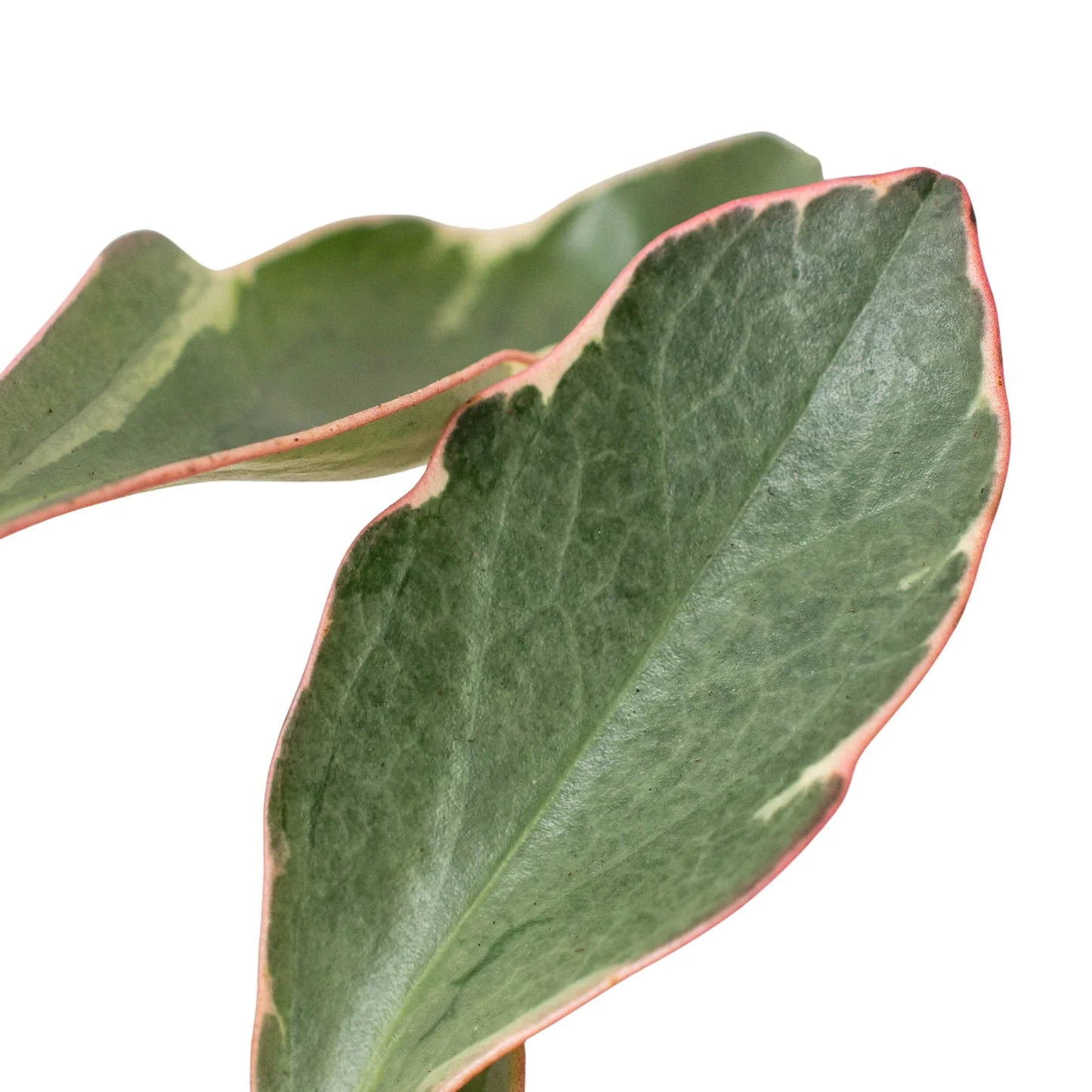Peperomia 'Ginny' FPC