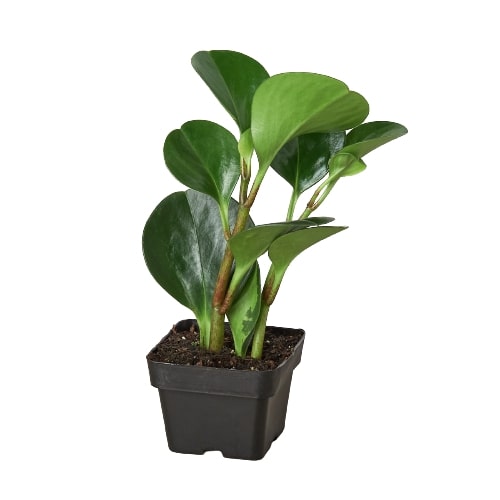 Peperomia Thailand - Fleurish Plant Care, LLC