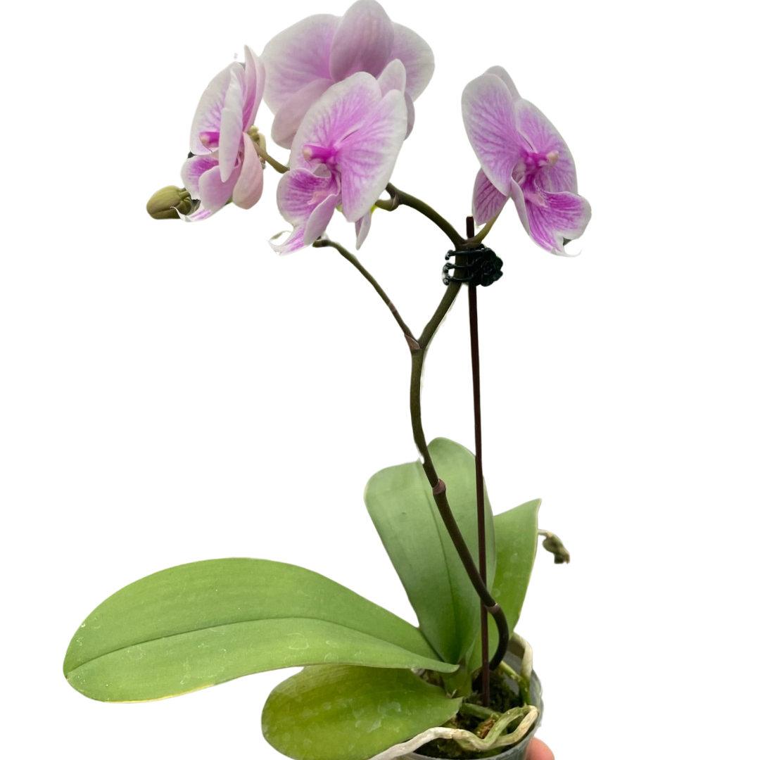 🐾Orchid 'Light Pink Phalaenopsis'
