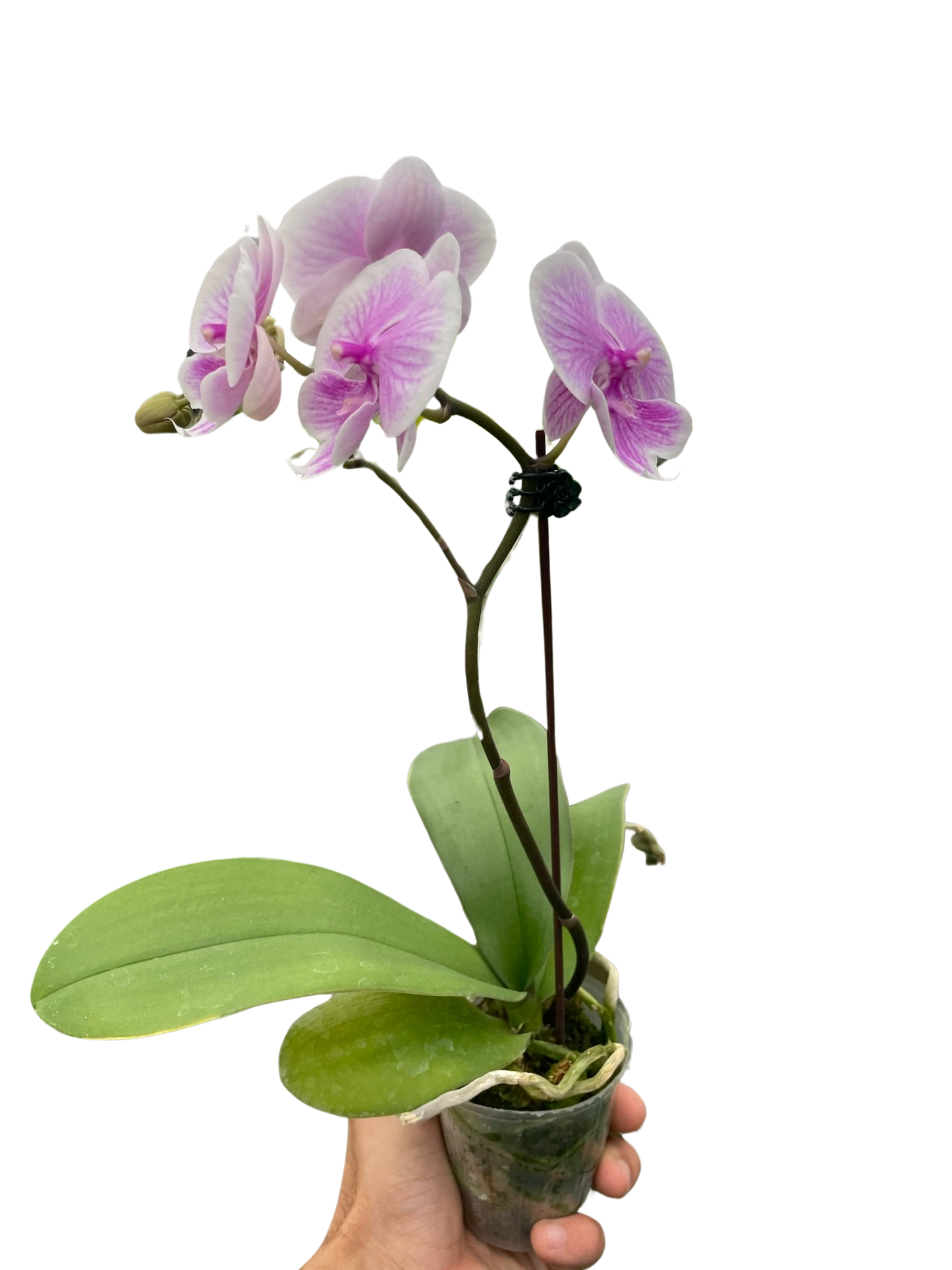🐾Orchid 'Light Pink Phalaenopsis'