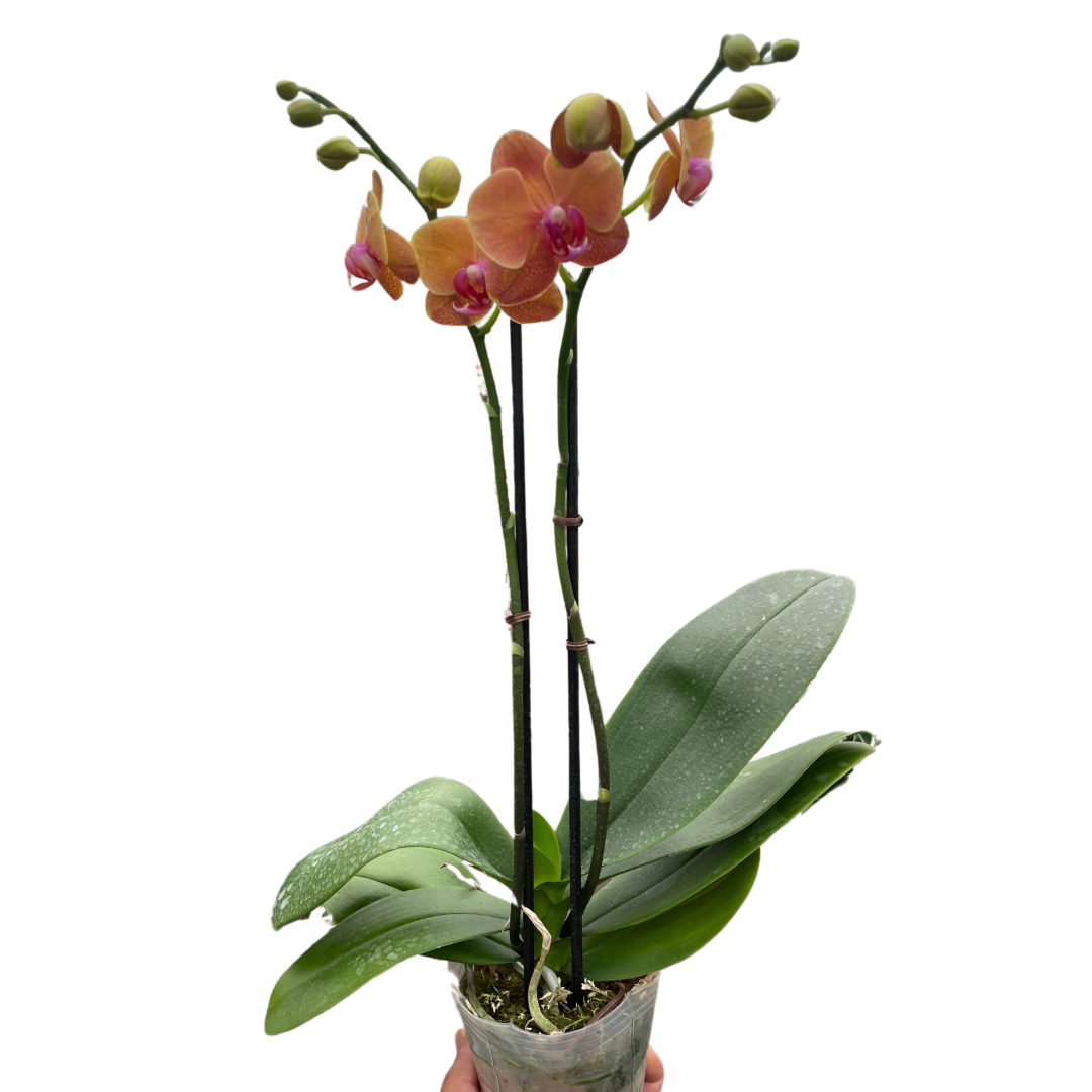 🐾Orchid 'Orange Phalaenopsis'