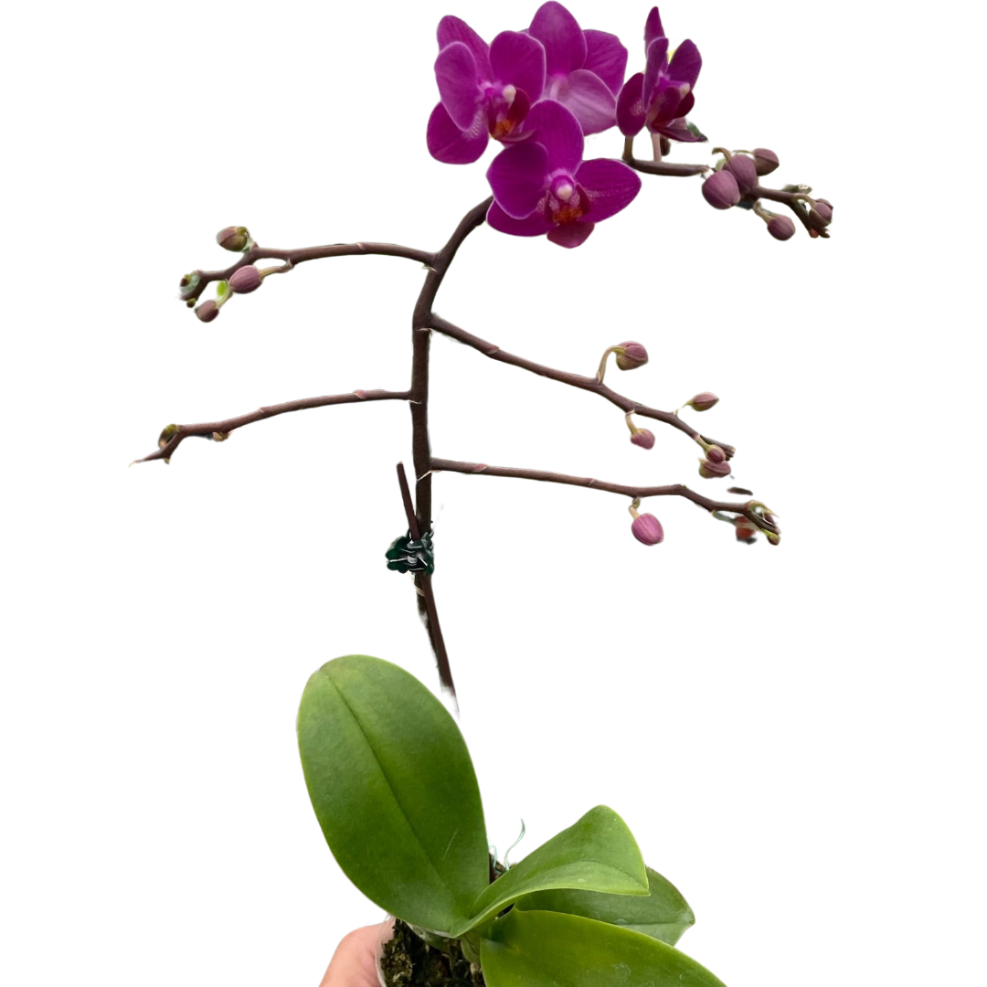🐾Orchid 'Purple Fucshia Phalaenopsis'