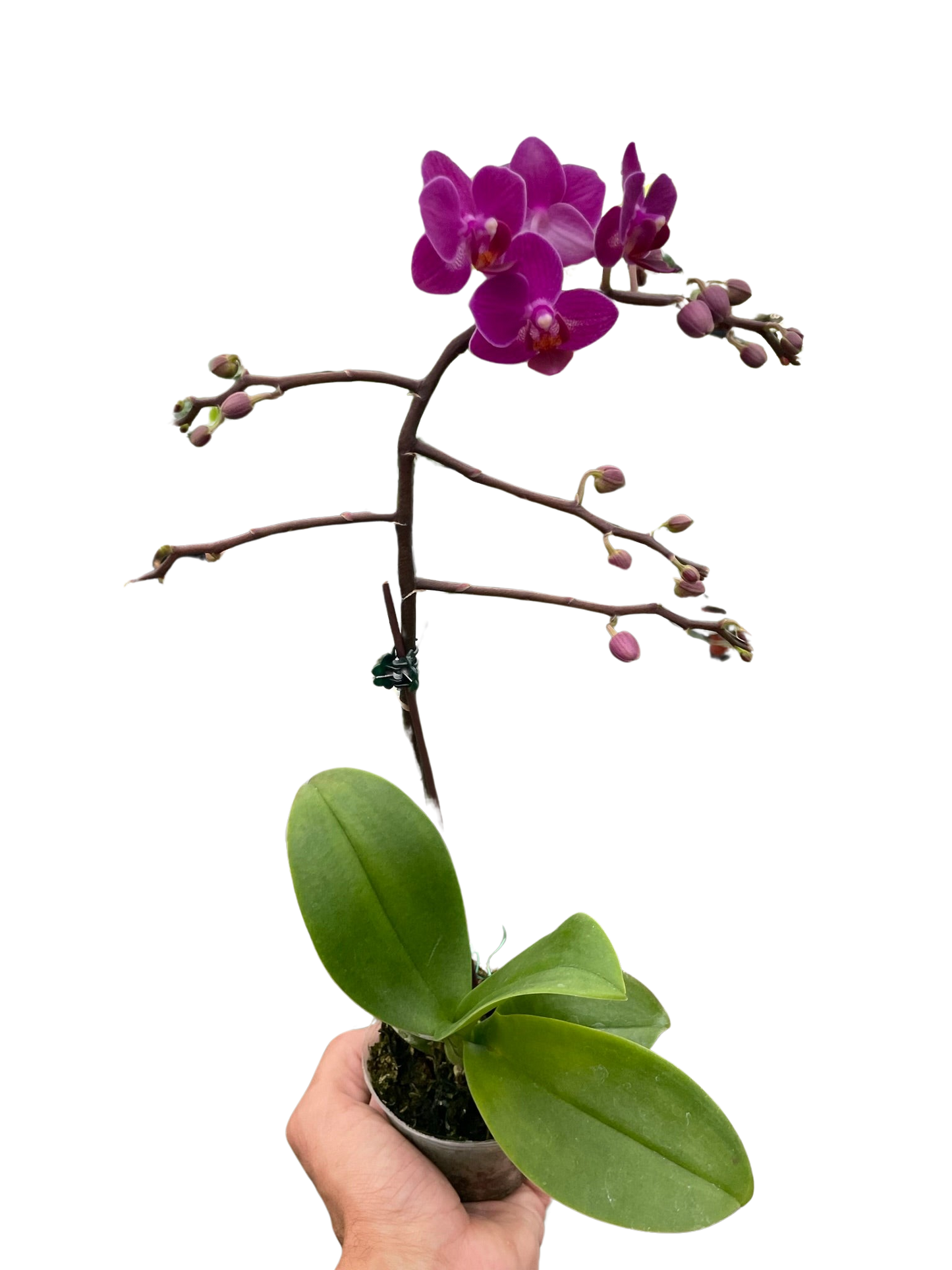 🐾Orchid 'Purple Fucshia Phalaenopsis'
