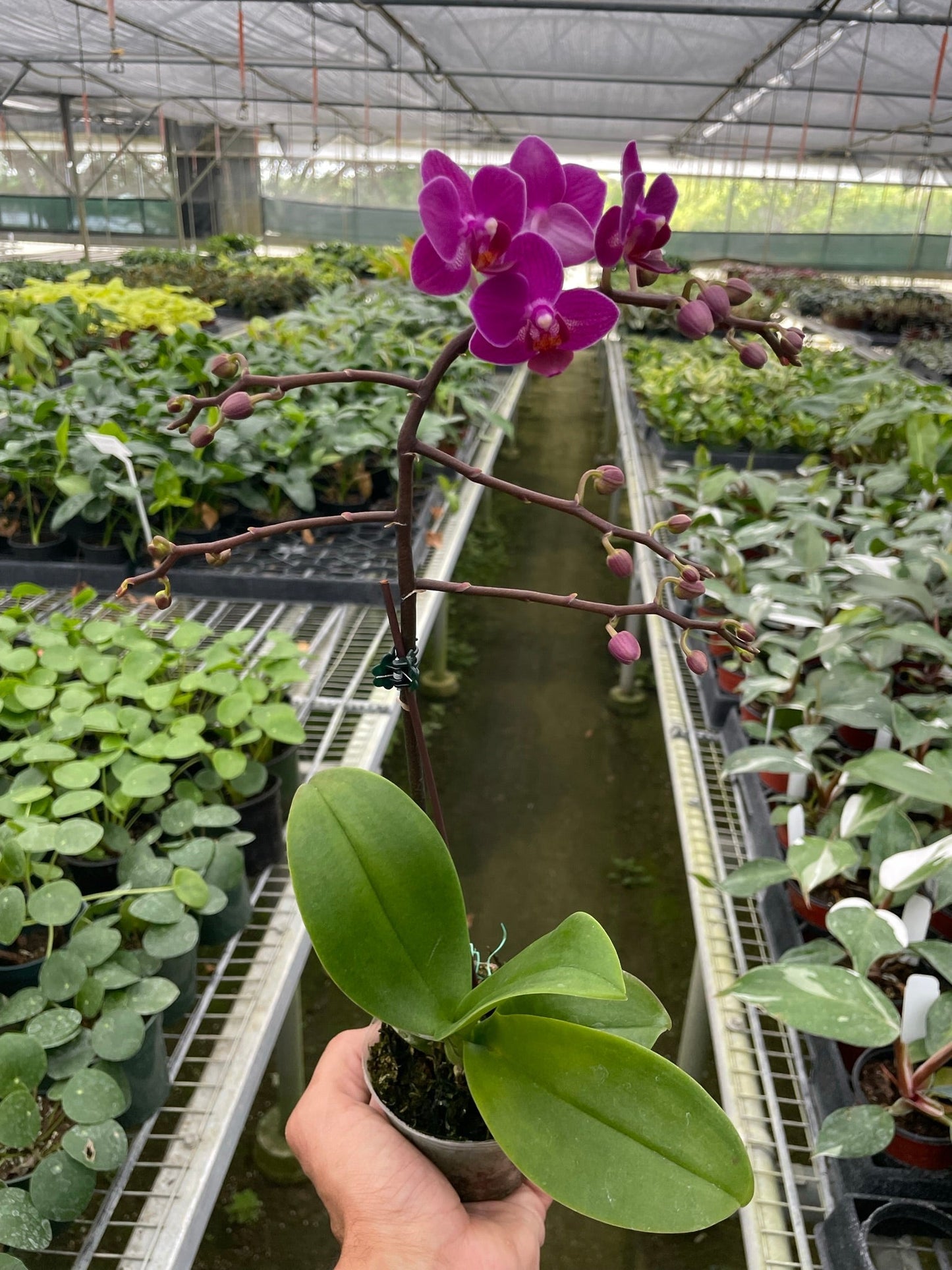 🐾Orchid 'Purple Fucshia Phalaenopsis'
